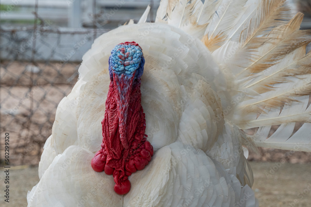 The domestic turkey is one of the most common types of poultry from the order Galliformes, which