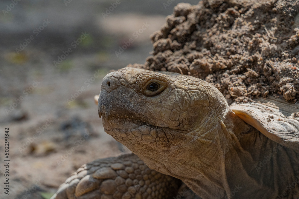Turtles are one of the four modern orders of reptiles. Contains about 328 modern species, grouped into 14 families and two suborders. Turtle fossils have been traced back over 220 million years. Turtles are one of the four modern orders of reptiles. Contains about 328 modern species, grouped into 14 families and two suborders. Turtle fossils have been traced back over 220 million years.