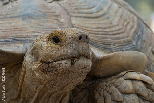Turtles are one of the four modern orders of reptiles. Contains about 328 modern species, grouped into 14 families and two suborders. Turtle fossils have been traced back over 220 million years.