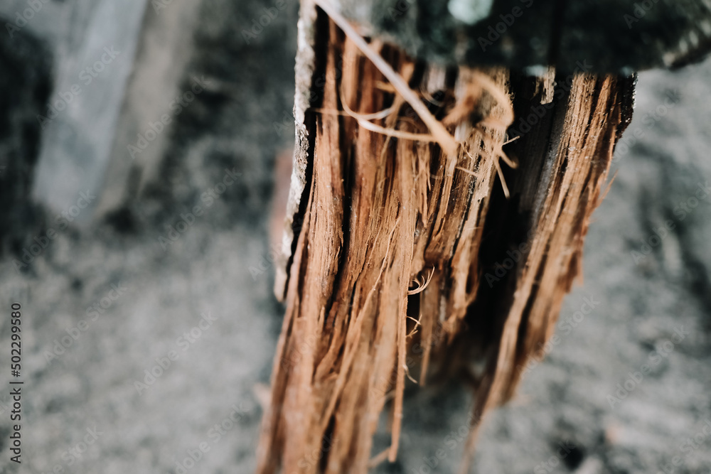 Brown grain wood texture detail Brown grain wood texture detail