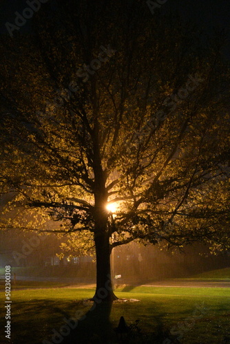Tree Under a Streetlight During a Rainstorm