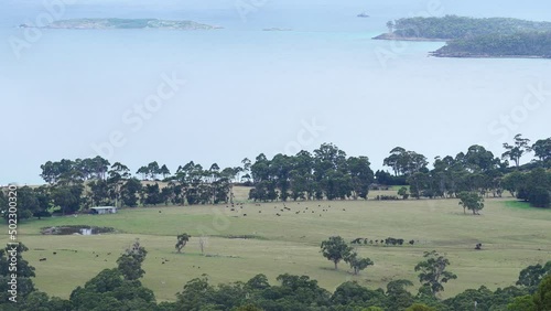 Cows grazing on green grass, next to the ocean on a ranch and farm. photo