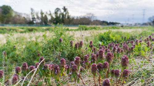 沢山のヒメオドリコソウ（Lamium purpureum）が咲く田舎の風景／4月・埼玉県鶴ヶ島市