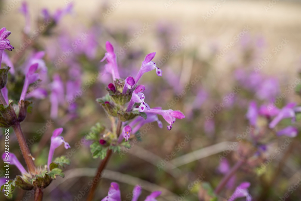 ホトケノザ(Lamium amplexicaule)の花をクローズアップ/シソ科【春の七草】 ホトケノザ(Lamium amplexicaule)の花をクローズアップ/シソ科【春の七草】