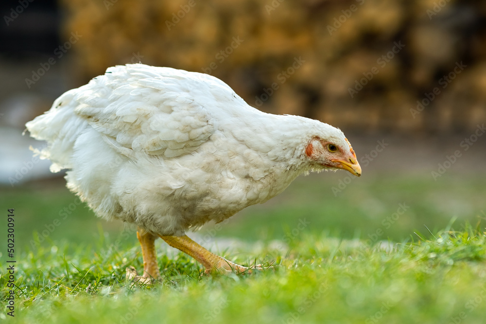 Hen feed on traditional rural barnyard. Close up of chicken standing on barn yard with green grass. Free range poultry farming concept. Hen feed on traditional rural barnyard. Close up of chicken standing on barn yard with green grass. Free range poultry farming concept.