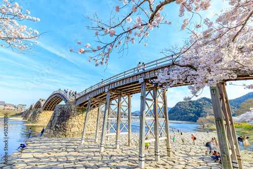                                        Sakura and Kintaikyo Bridge. Yamaguchi-ken Iwakuni city.