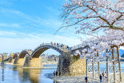 Foto 桜と錦帯橋　山口県岩国市　Sakura and Kintaikyo Bridge