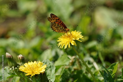 butterfly on a flower © Matthewadobe