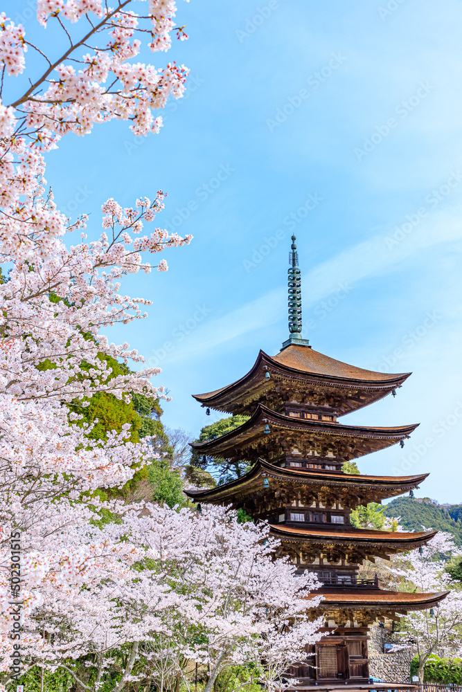 桜と瑠璃光寺五重塔　山口県山口市　Sakura and Rurikoji Five-storied Pagoda. Yamaguchi-ken Yamaguchi city.