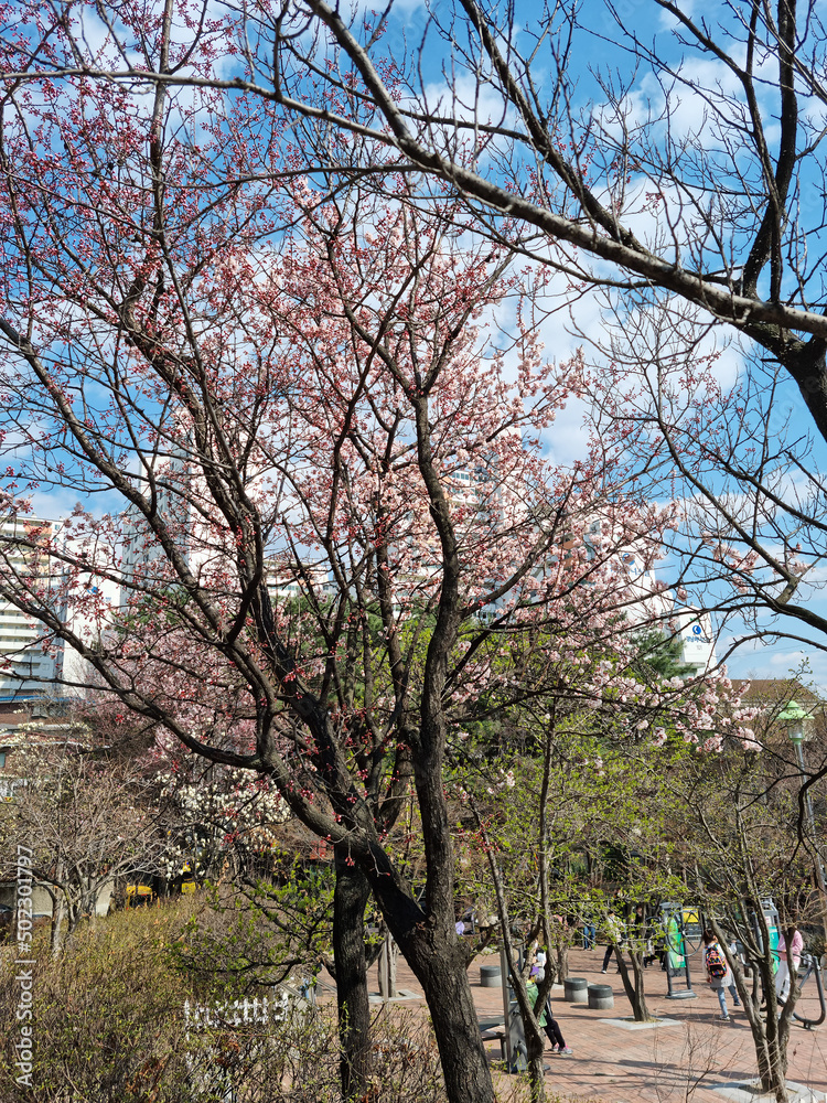 Pink cherry blossom(Cherry blossom, Japanese flowering cherry) on the Sakura tree. Pink cherry blossom(Cherry blossom, Japanese flowering cherry) on the Sakura tree.