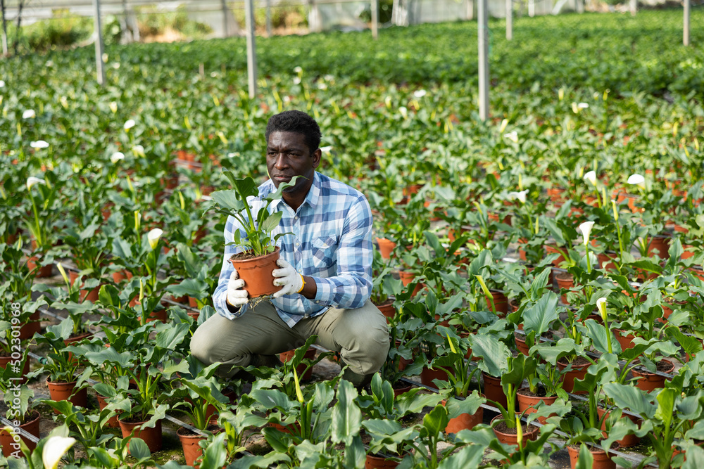 Fototapeta premium Farm worker carefully looks at plants and flowers while caring for them in a greenhouse.