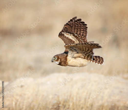 burrowing owl out in nature