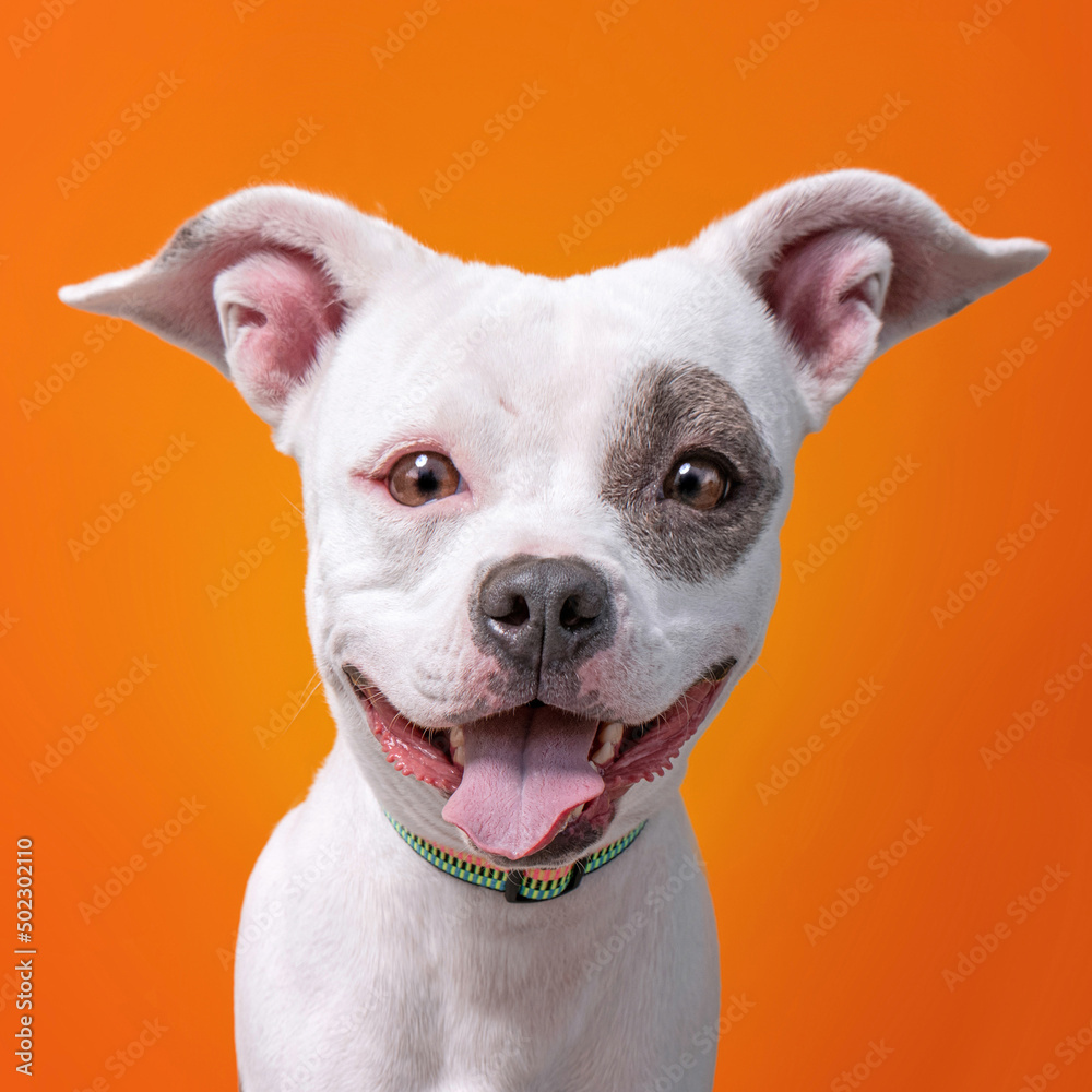 studio shot of a shelter dog on an isolated background studio shot of a shelter dog on an isolated background
