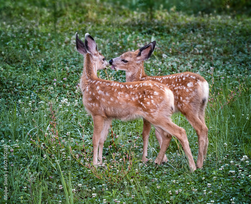 fawn running through a meadow of wildflowers fawn running through a meadow of wildflowers
