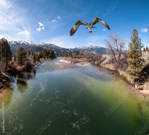 aerial view of a beautiful river with a blue sky during summer with an osprey carrying a fish