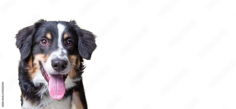 Obraz premium studio shot of a cute dog on an isolated background