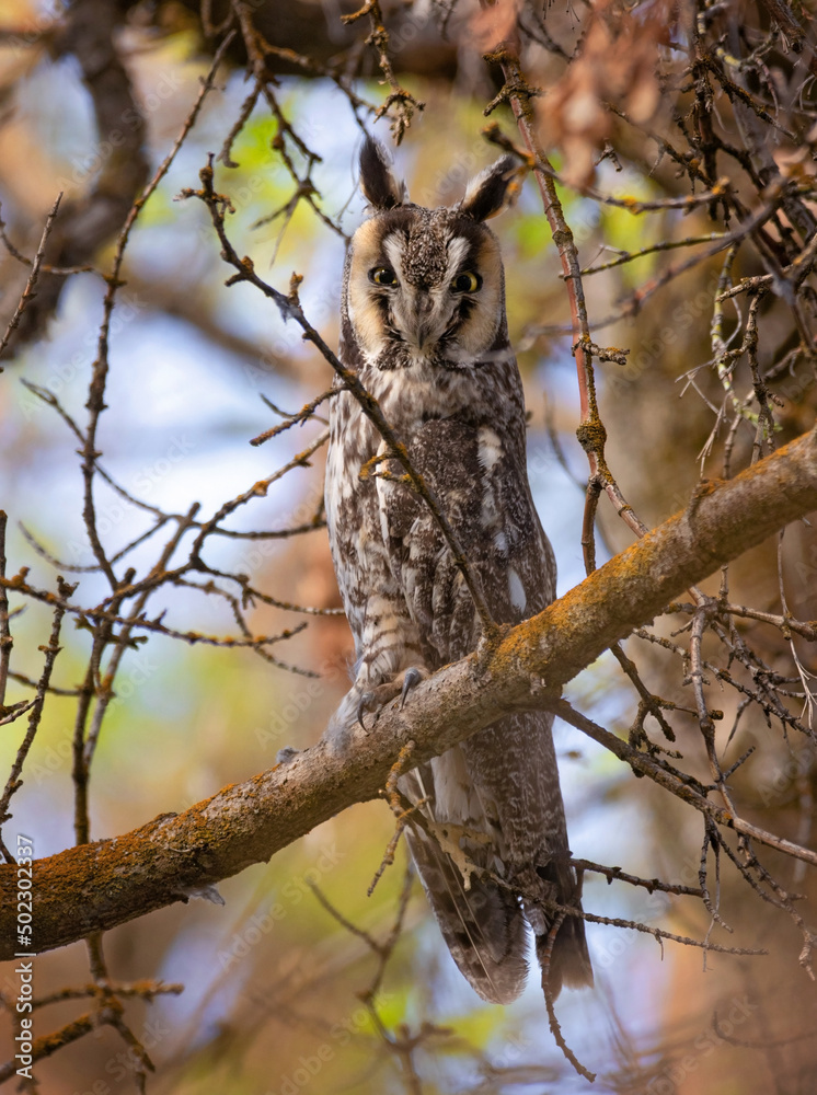 long eared owl in the forest long eared owl in the forest