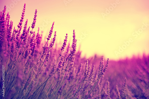 Beautiful lavender field at sunset