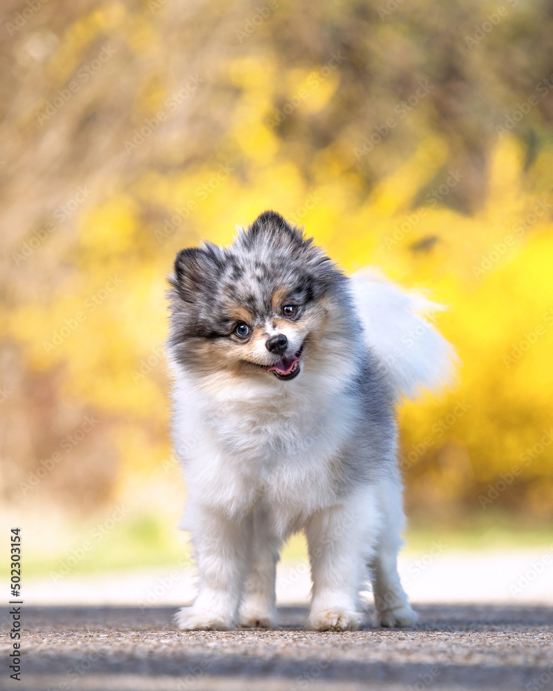 cute pomeranian out in a natural setting