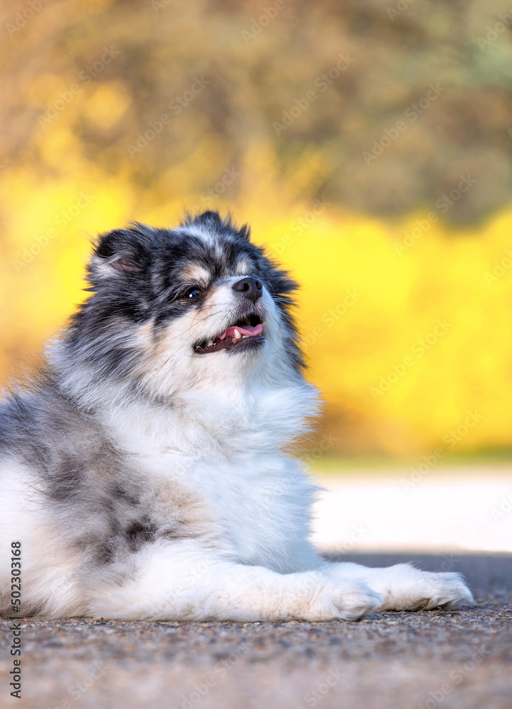 cute pomeranian out in a natural setting cute pomeranian out in a natural setting