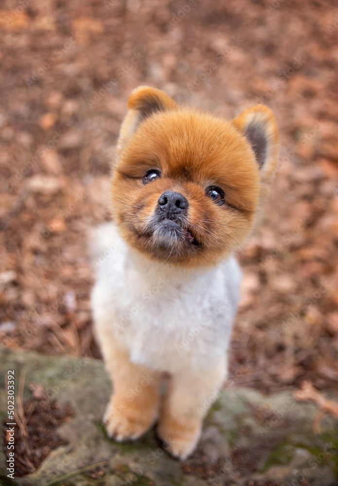 cute pomeranian out in a natural setting cute pomeranian out in a natural setting