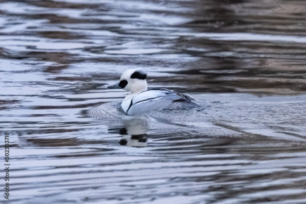 a smew mail is swimming on the pond
