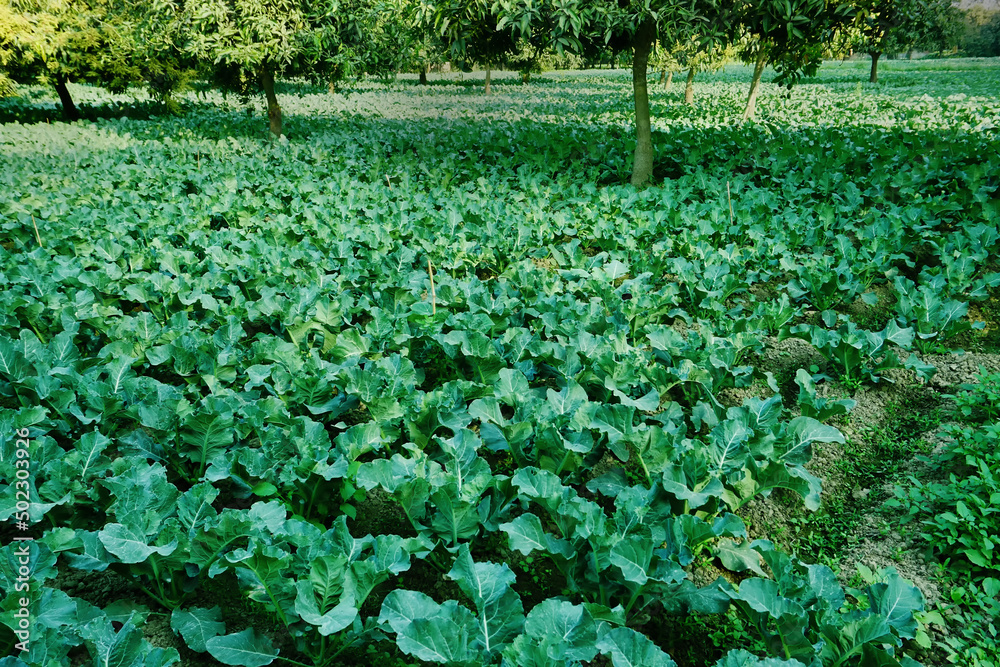 Cabbage. brassica oleracea, is being cultivated in an agriculture field. West Bengal, India