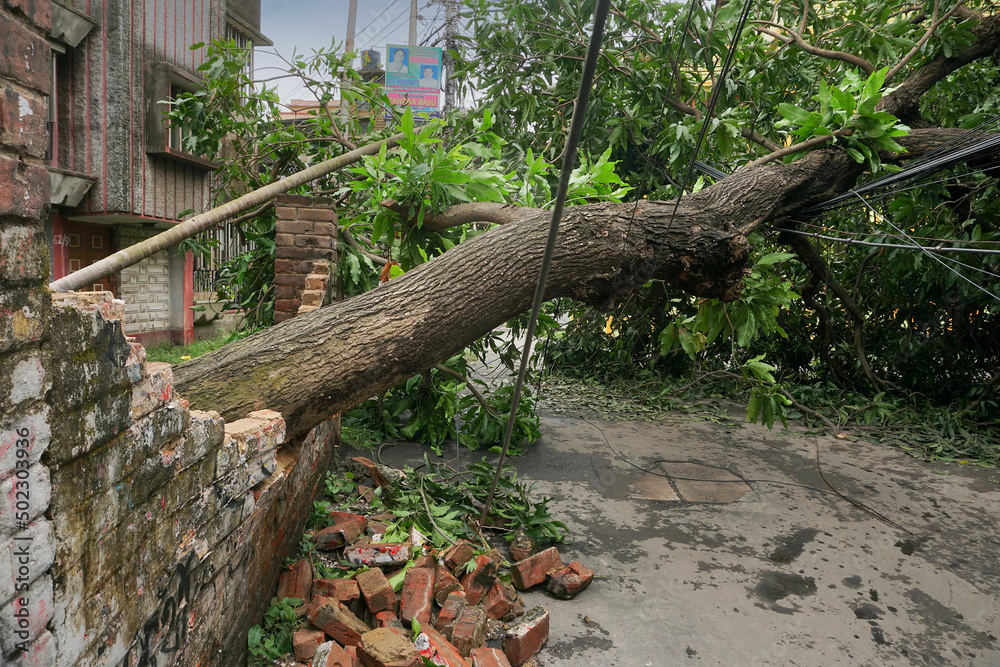 Howrah, West Bengal, India - 21st May 2020 : Super cyclone Amphan uprooted tree which fell and blocked road. The devastation has made many trees fall on ground. Howrah, West Bengal, India - 21st May 2020 : Super cyclone Amphan uprooted tree which fell and blocked road. The devastation has made many trees fall on ground.