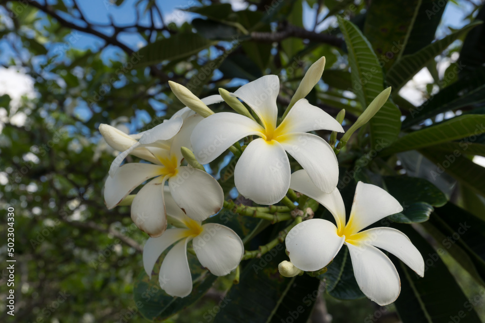 Fototapeta premium Hibiscus on tree