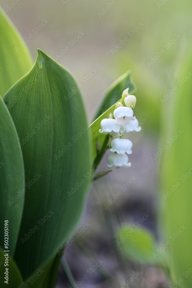 Obraz premium 鈴蘭