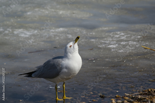 A Seagull on the Ice