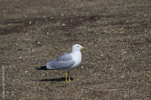 A Seagull on the Grass