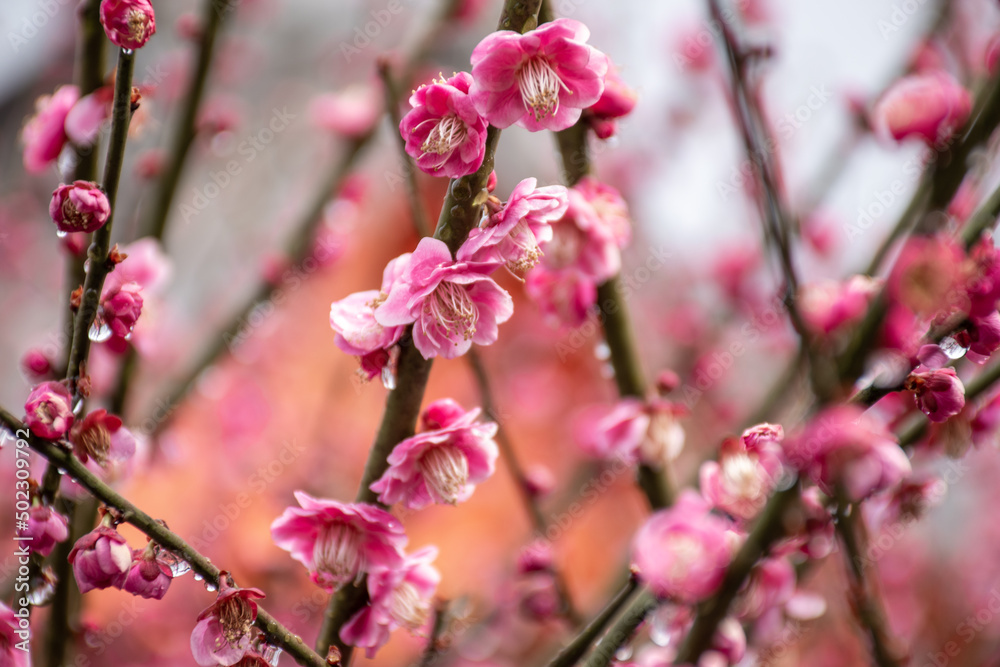 濃いめの梅の花 濃いめの梅の花