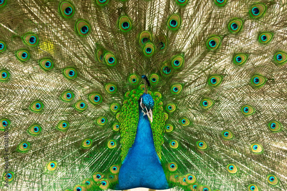 Obraz premium selective focus. Male indian peacock showing its tail. An open tail with bright feathers. Portrait of a male peacock with bright multi-colored plumage. High quality photo