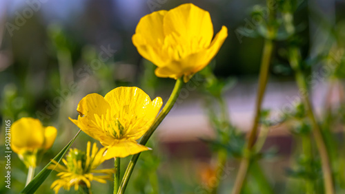 Ein sch  ne gelbe Blume im Sonnenlicht 