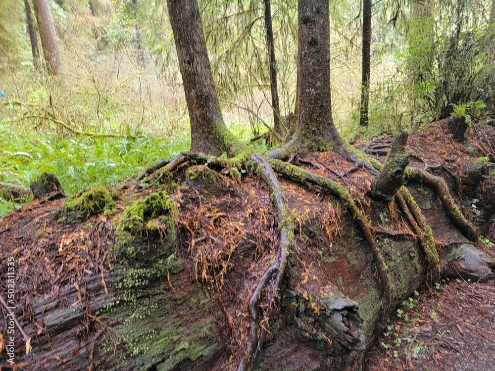 Nurse Log