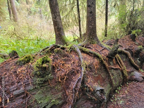 Nurse Log