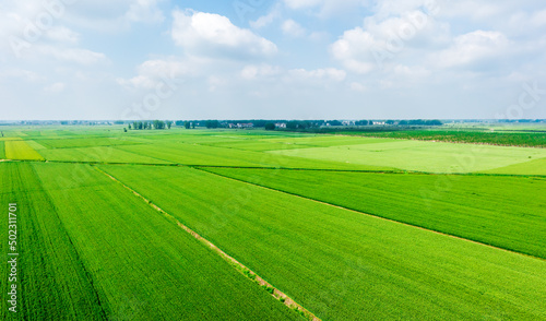 Aerial view of green wheat in spring field. Agriculture scene. Wheat field nature landscape.