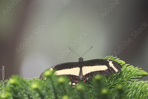 Black and white butterfly on branch
