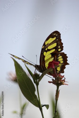 Yellow Butterfly on Stem