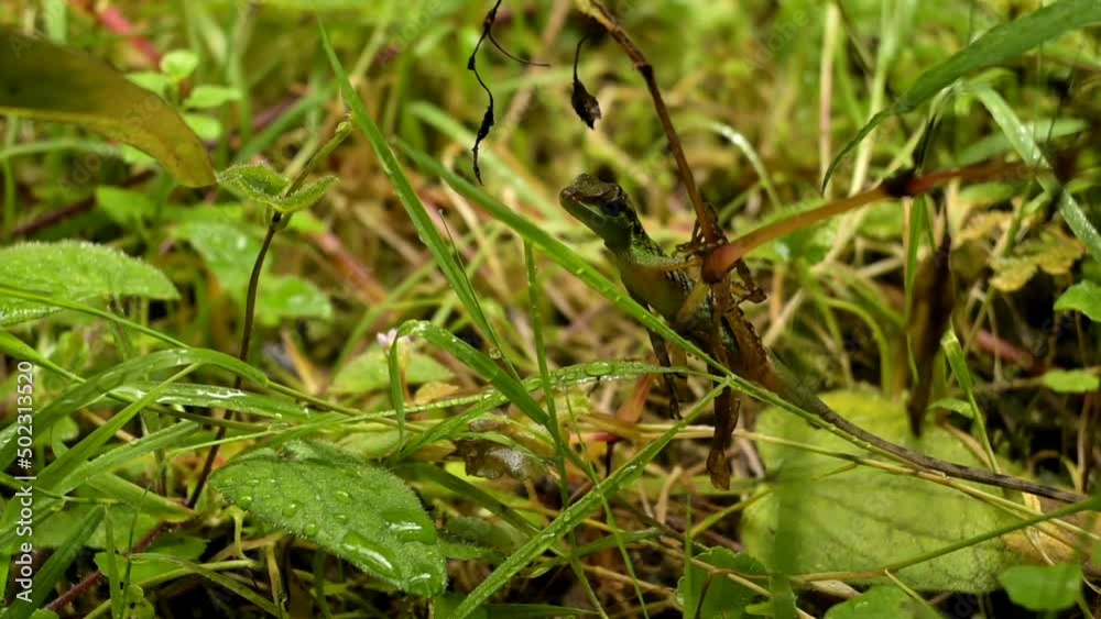 Colombian jungle lizard over the grass Colombian jungle lizard over the grass