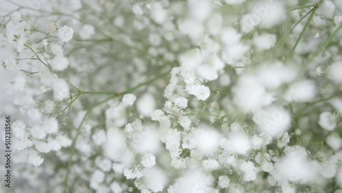 Lush bouquet of tiny white gypsophila flowers perfect for wedding. Beautiful bunch of delicate ornamental plants for bridal ceremony closeup