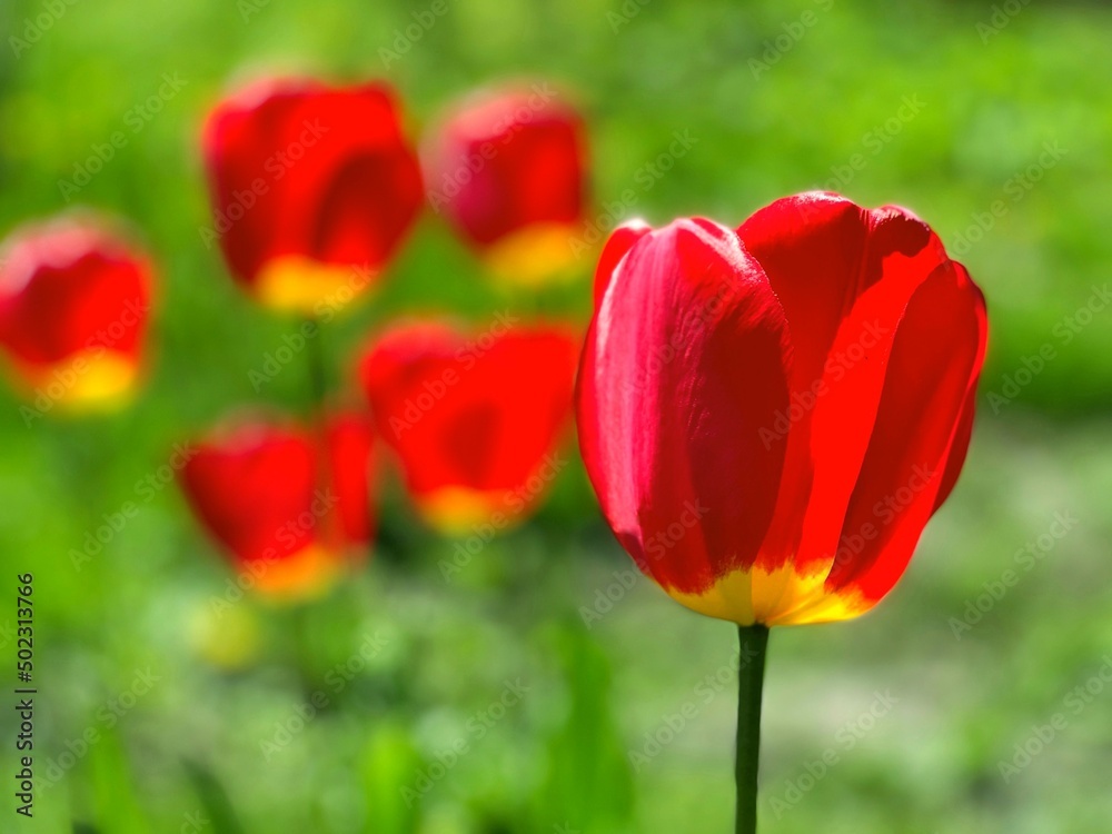 Red tulips flowers against green grass background. Red tulips flowers against green grass background.