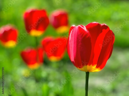 Red tulips flowers against green grass background.