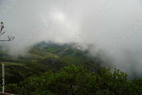 misty morning in the forest © Tom