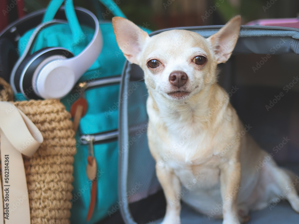 brown short hair chihuahua dog sitting in front of traveler pet carrier bag with travel accessories, ready to travel. Safe travel with animals.
