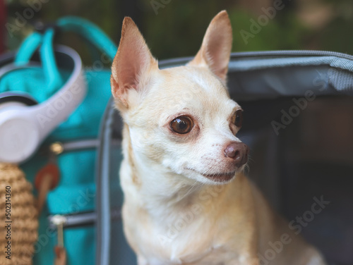 brown short hair chihuahua dog sitting in front of traveler pet carrier bag with travel accessories  ready to travel. Safe travel with animals.