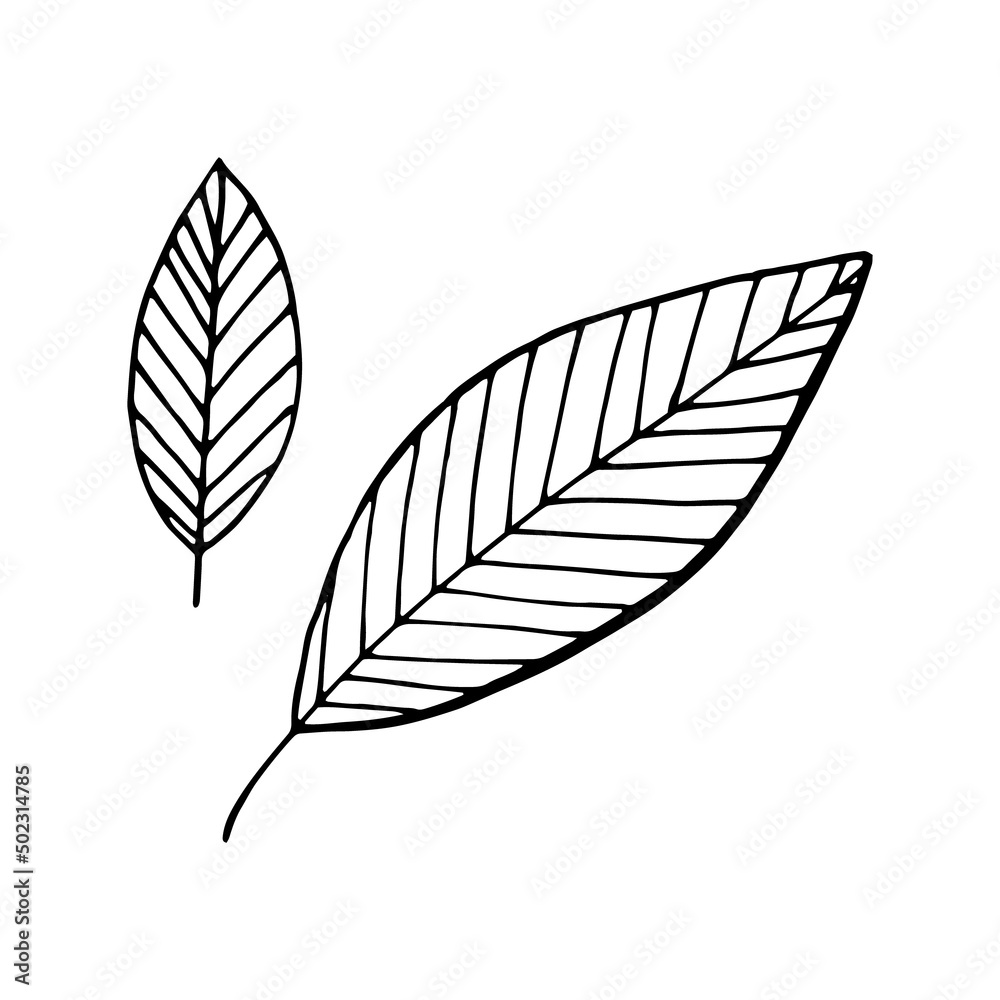 abstract leaves set. vector illustration hand drawn in doodle style. scandinavian, minimalism. icon, sticker. abstract leaves set. vector illustration hand drawn in doodle style. scandinavian, minimalism. icon, sticker.