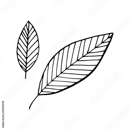 abstract leaves set. vector illustration hand drawn in doodle style. scandinavian, minimalism. icon, sticker. © Ирина Самойлова