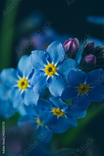 Little blue flowers Forget me not spring bouquet on dark background. Abstract floral background. Selective focus © Inga